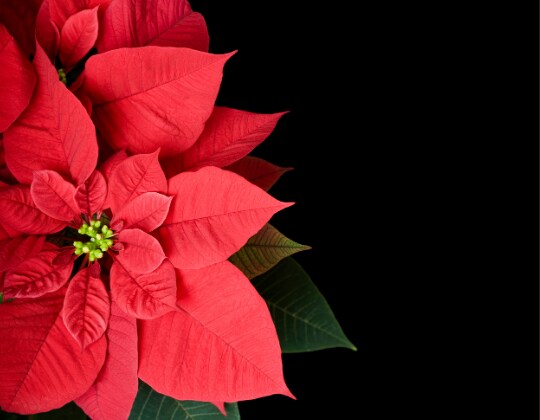 See Our Flower Arrangements, Christmas Flowers Are Here